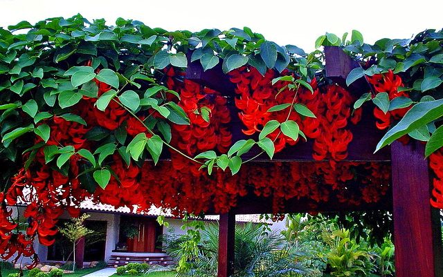 Trepadeira Jade vermelha – Mucuna bennettii