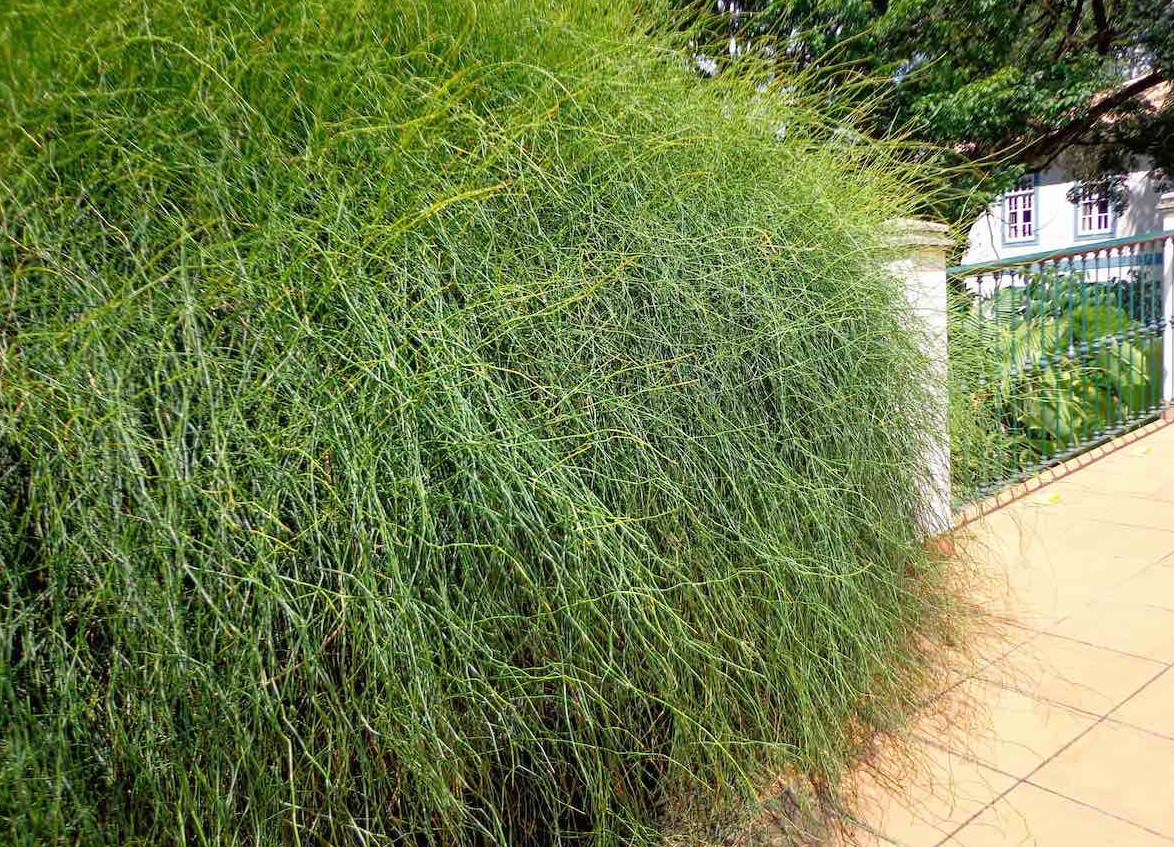 Trepadeira-macarrao-Ephedra-tweediana-