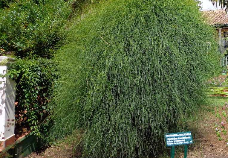 Trepadeira-macarrao-Ephedra-tweediana