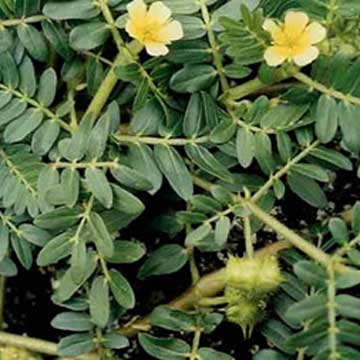 Tribulus_Terrestris