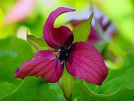 Trillium Erectum