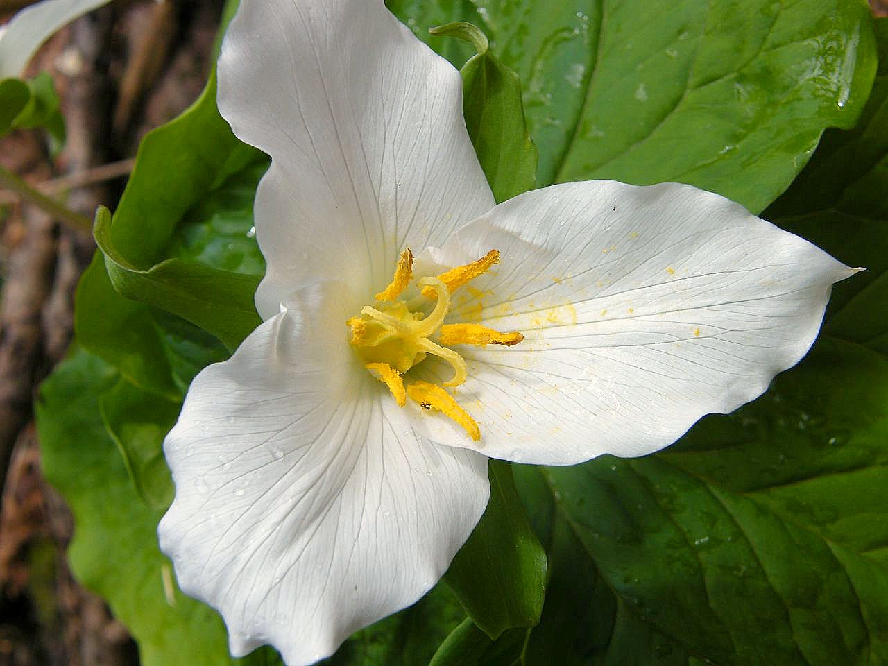 Trillium grandiflorum.white