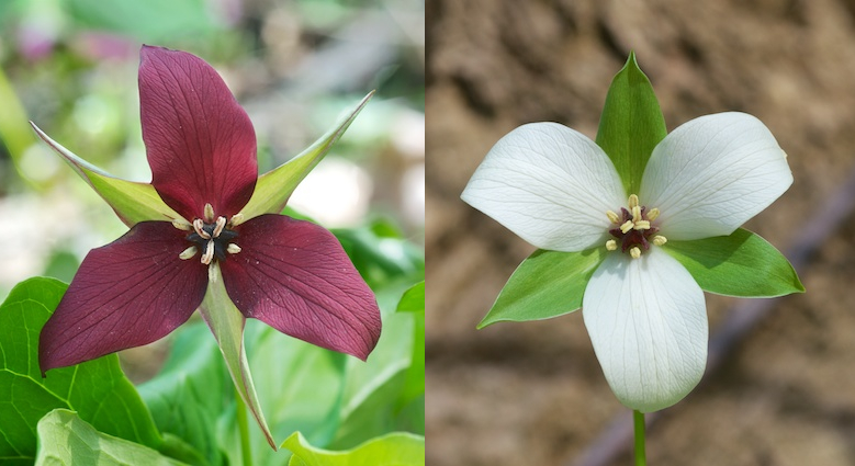 Trillium_erectum_