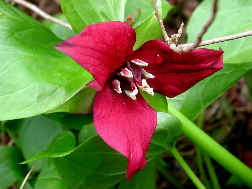 Trillium_erectum_01