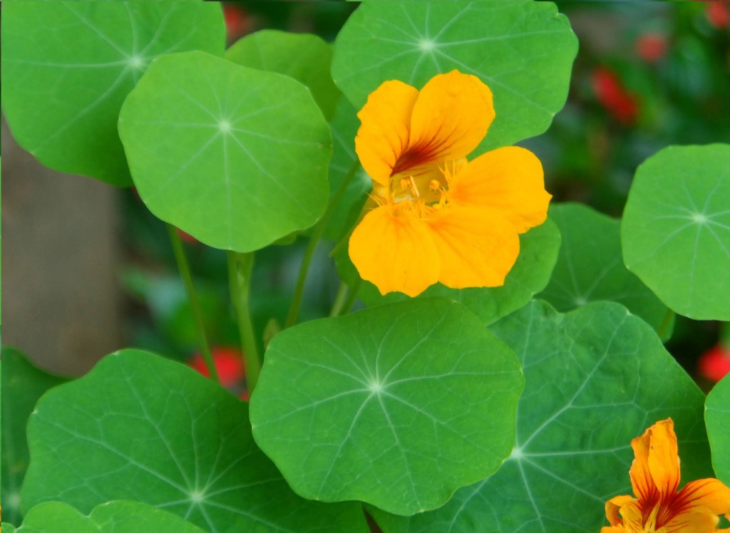 Tropaeolum majus1