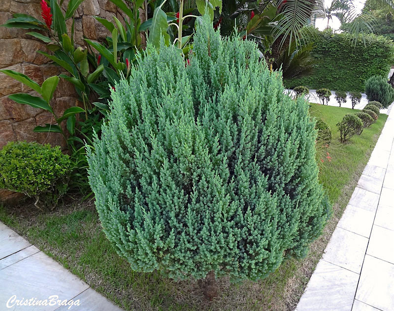 Tuia strickta – Juniperus chinensis Stricta