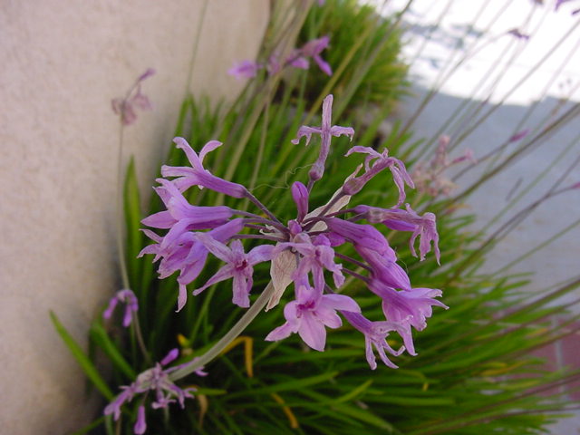 Tulbaghia