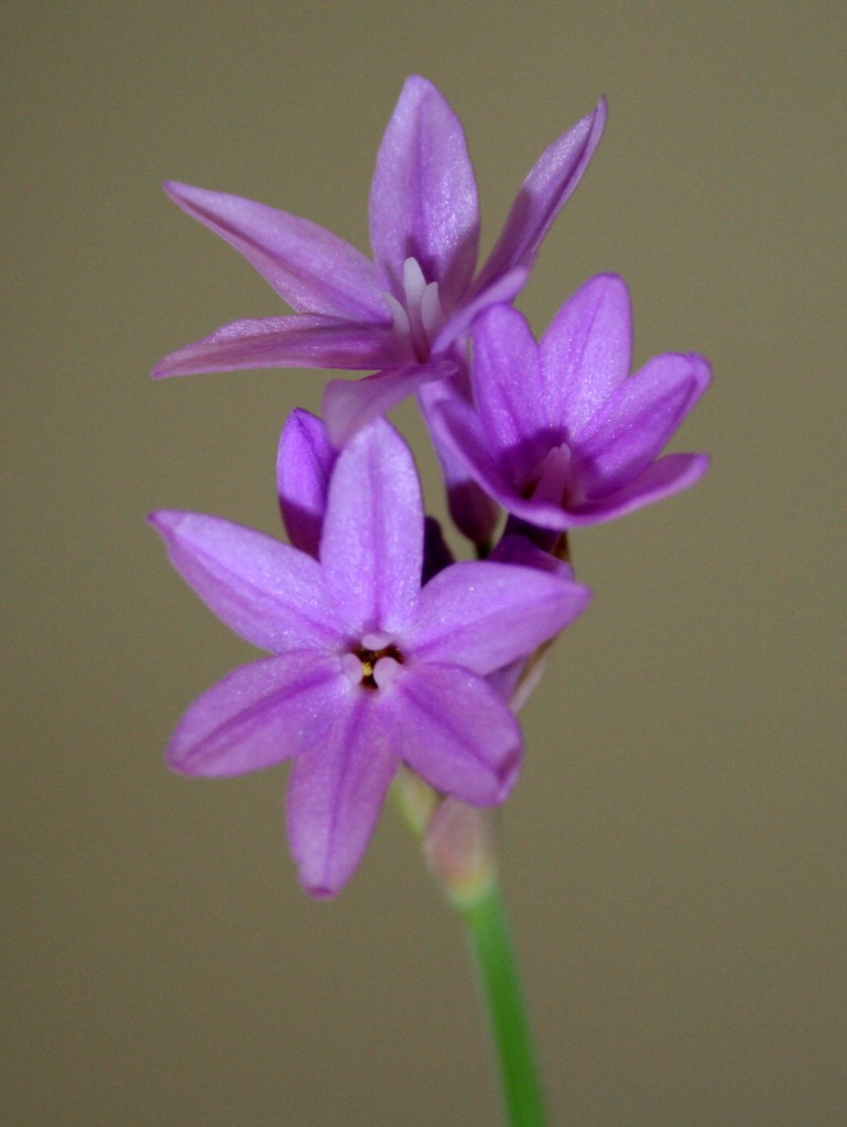 Tulbaghia_violacea