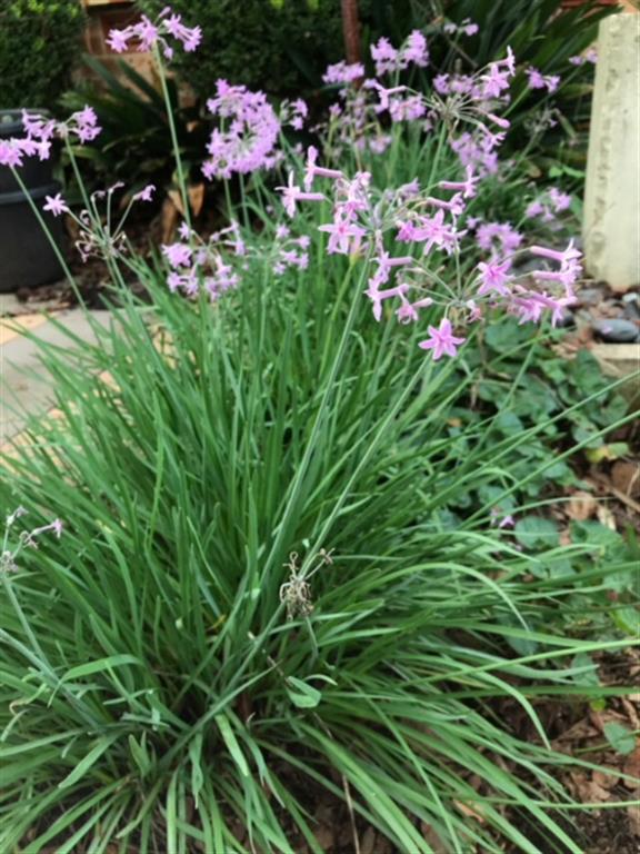 Tulbaghia_violacea