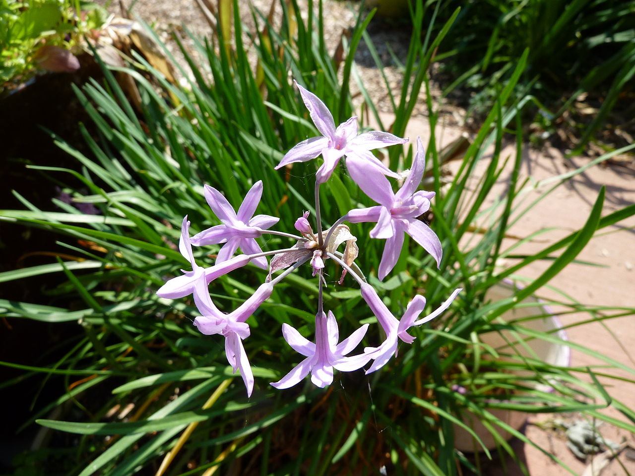 Tulbaghia_violacea_1