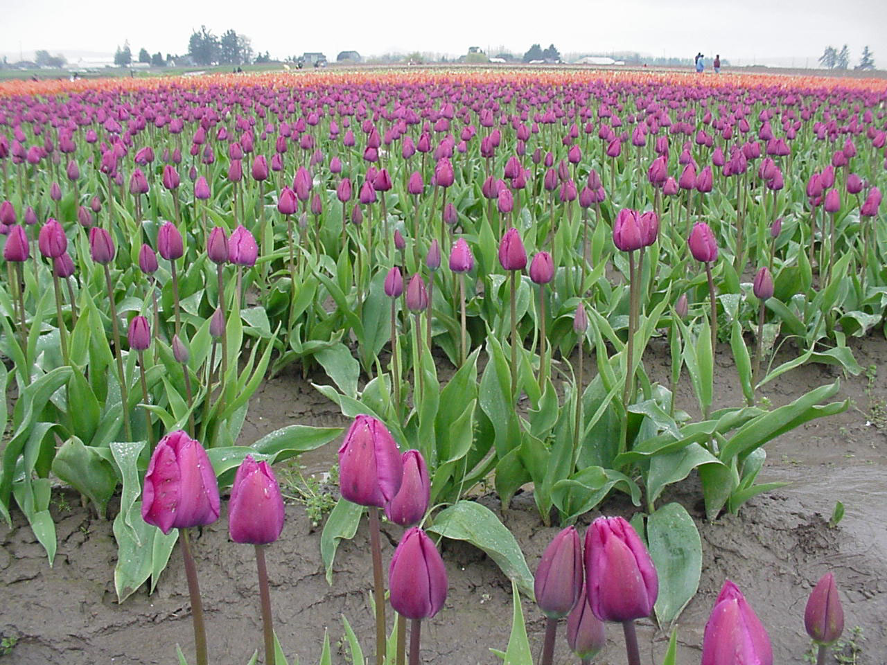 TulipFes