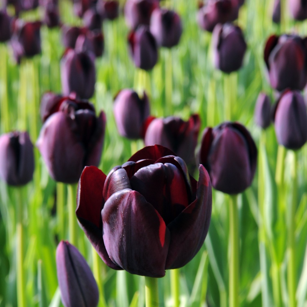 Tulip_Queen_of_Night.