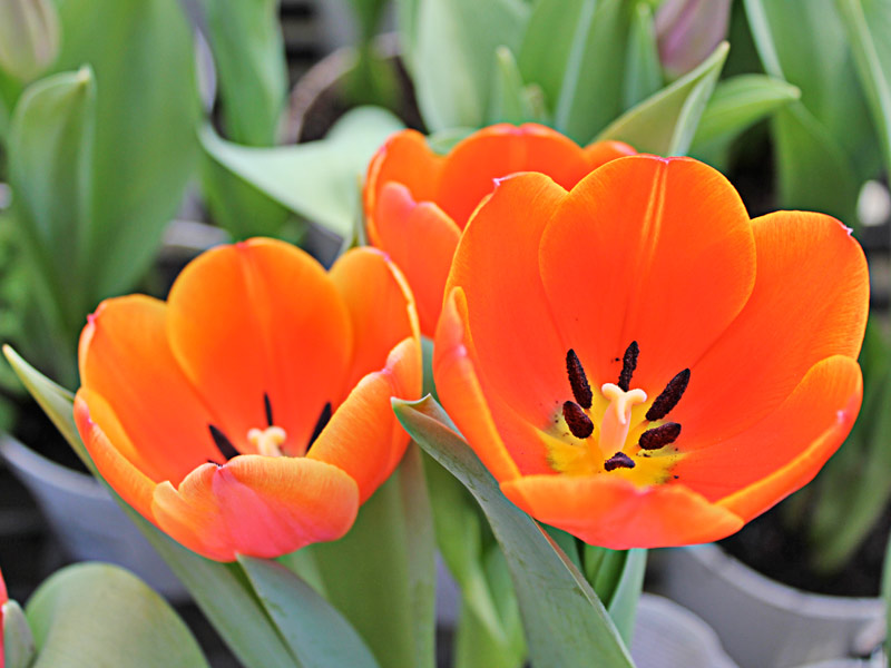 Tulipa