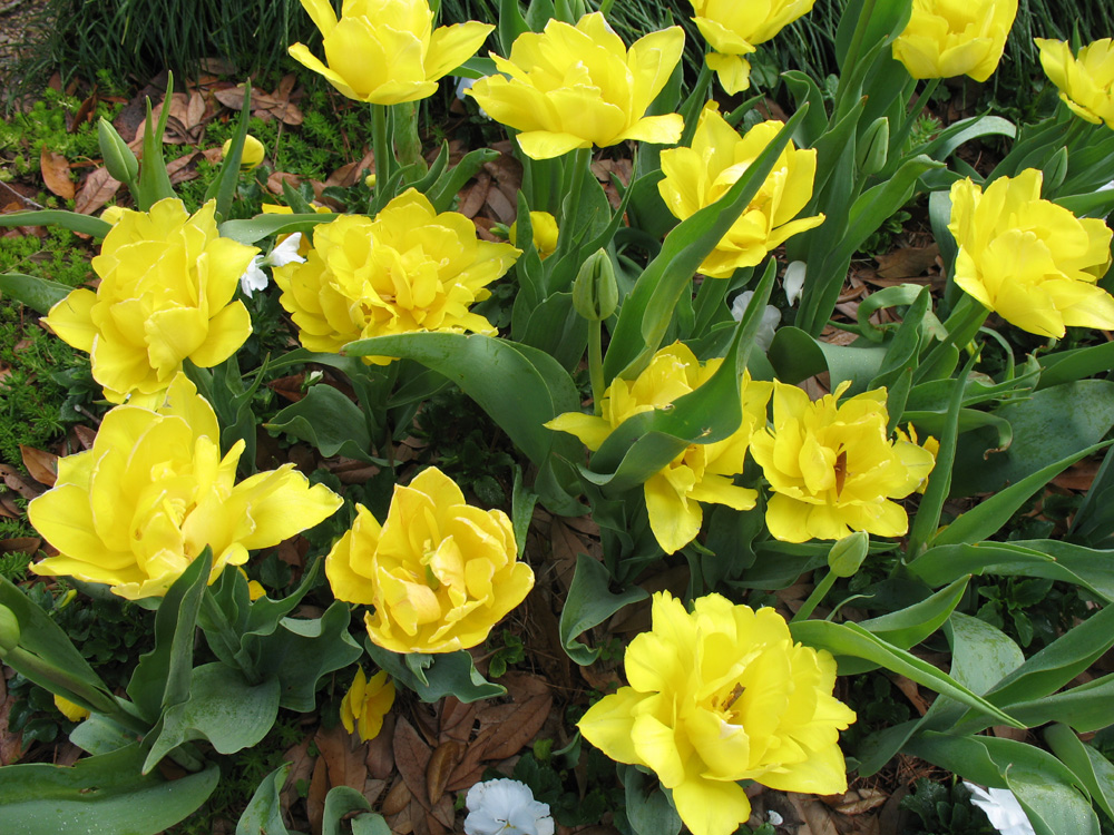 Tulipa gesneriana 1