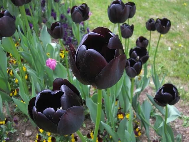Tulipa-negra