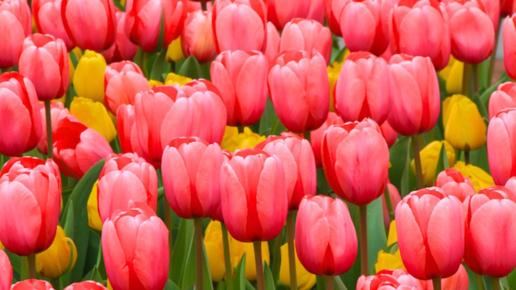 Tulipas