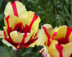 Tulipas Papagaio