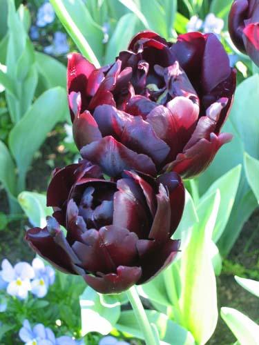 Tulipe Black Parrot