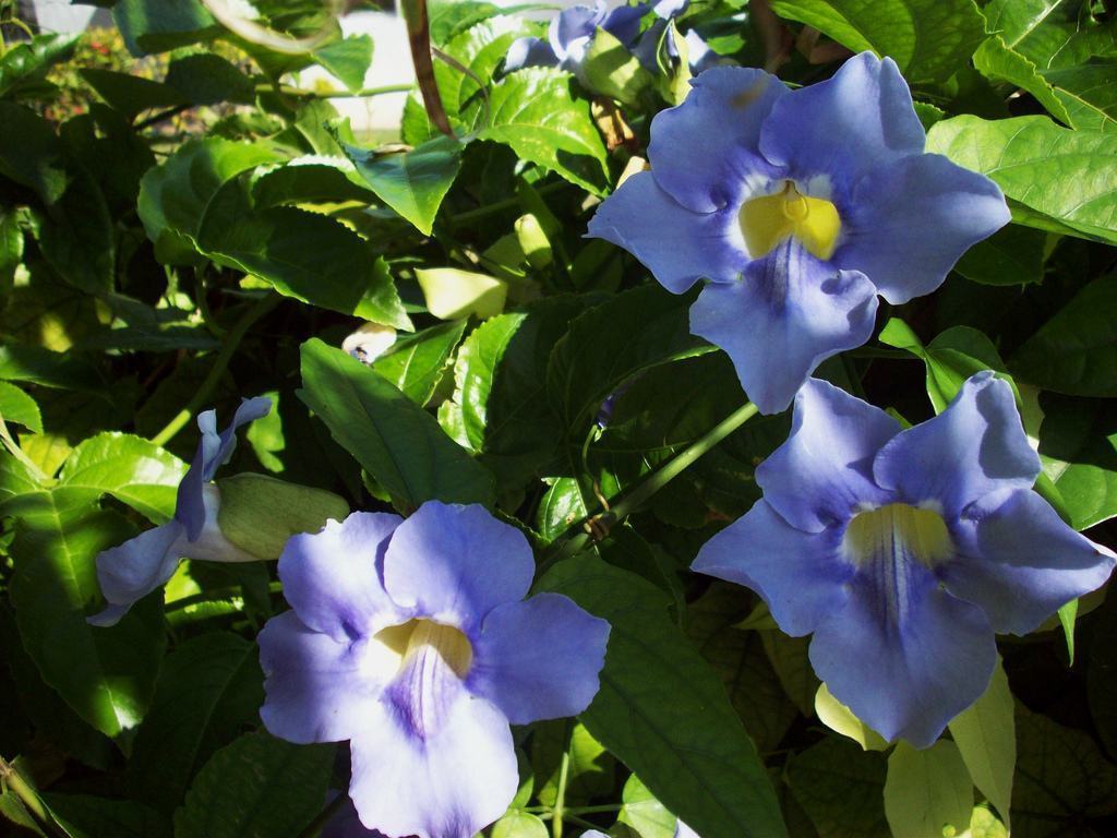 Tumbergia azul (Thunbergia grandiflora)