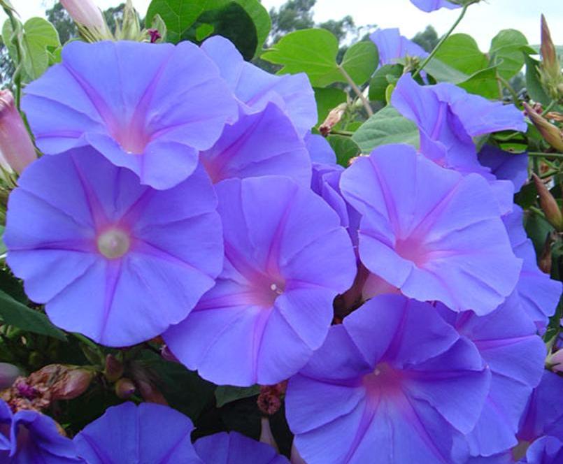 http://www.plantasonya.com.br/wp-content/img/Tumbergia-azul.jpg