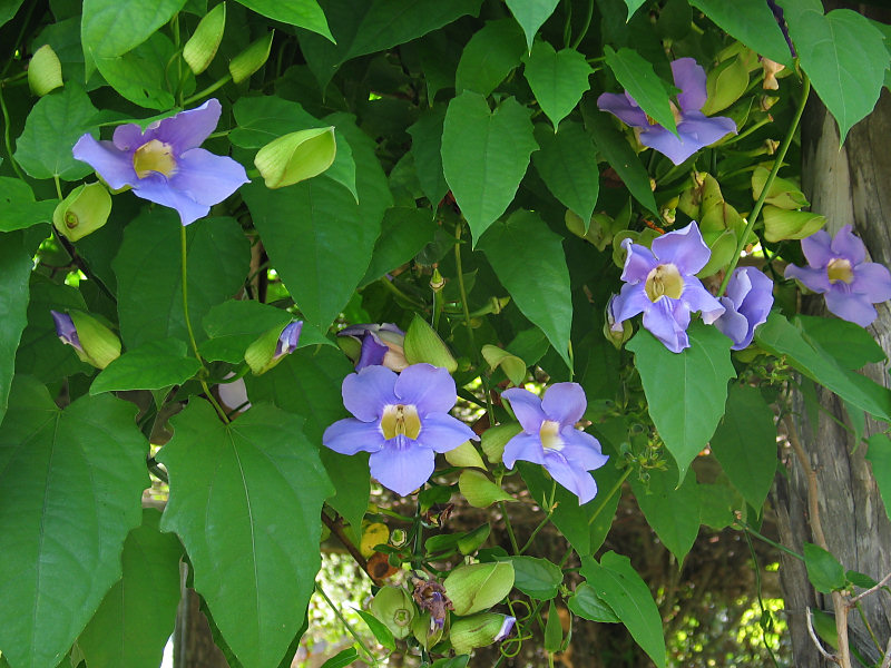 Tumbergia azul