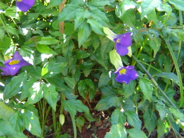 Tumbérgia-azul ( Thunbergia grandiflora)