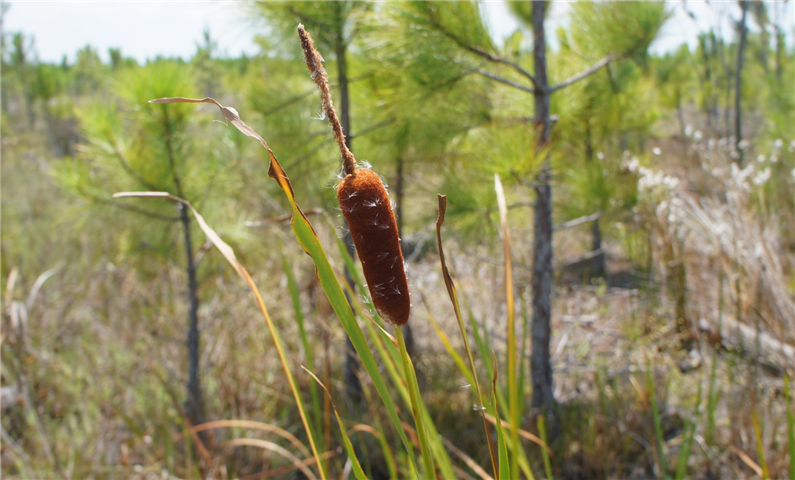 Typha domingensis