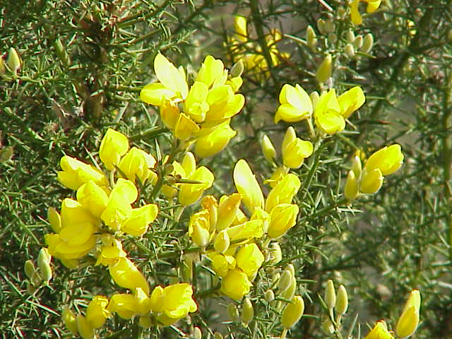 Ulex_europaeus (Tojo)