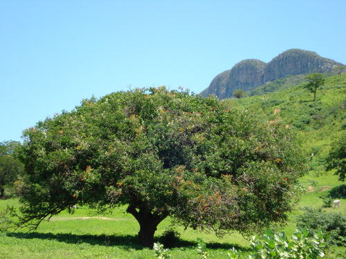 Umbuzeiro (Spondias Tuberosa)