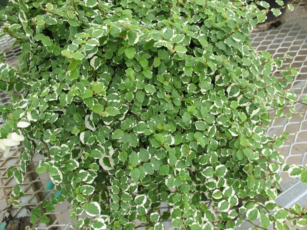Unha-de-gato (Ficus pumila)