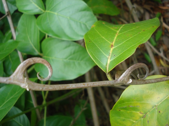 Unha-de-gato (Uncaria tomentosa)