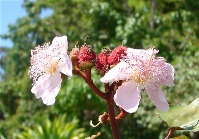 Urucum_-_flor