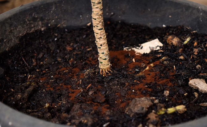 Use-Coffee-in-Your-Garden