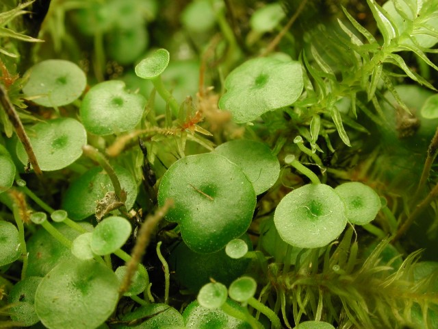 Utricularia pubescens