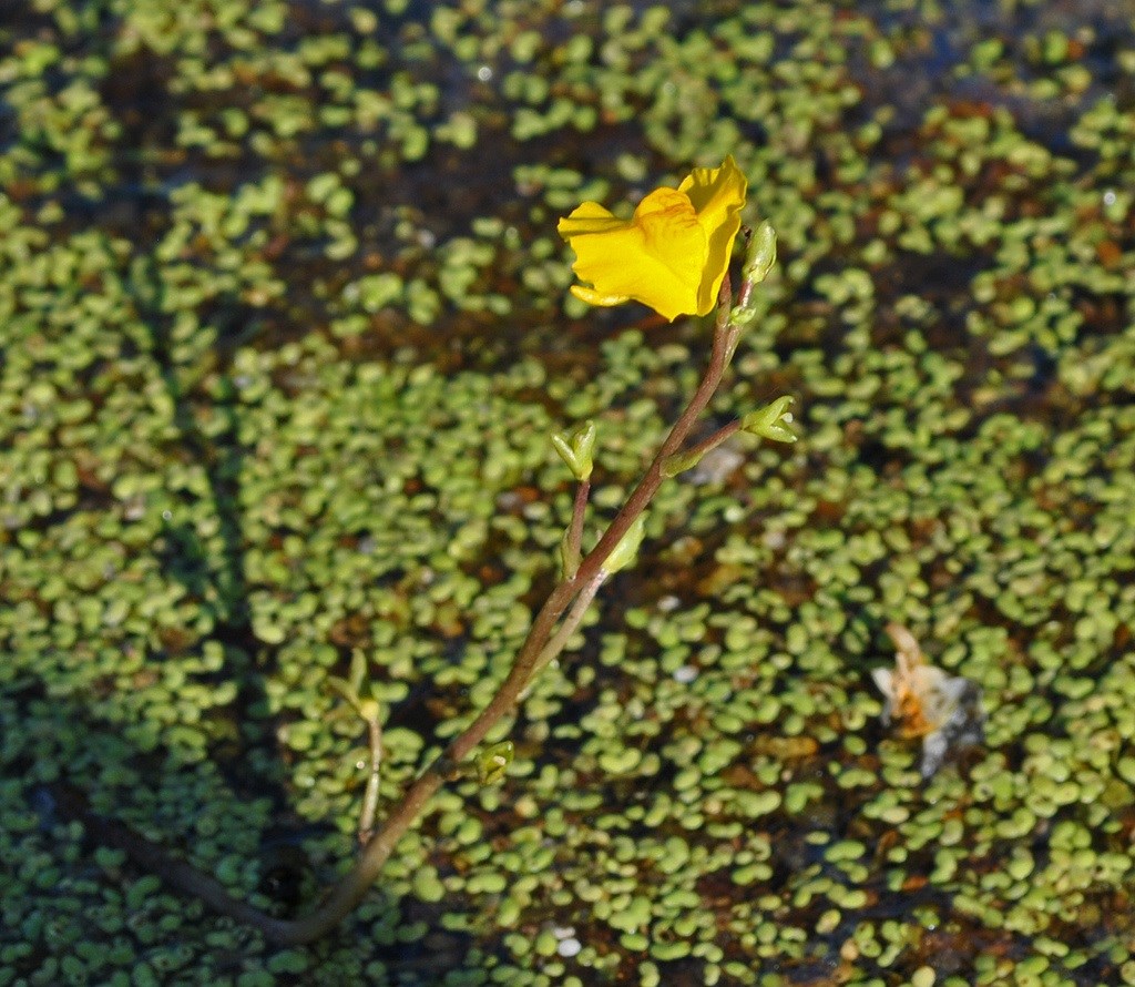 Utricularia