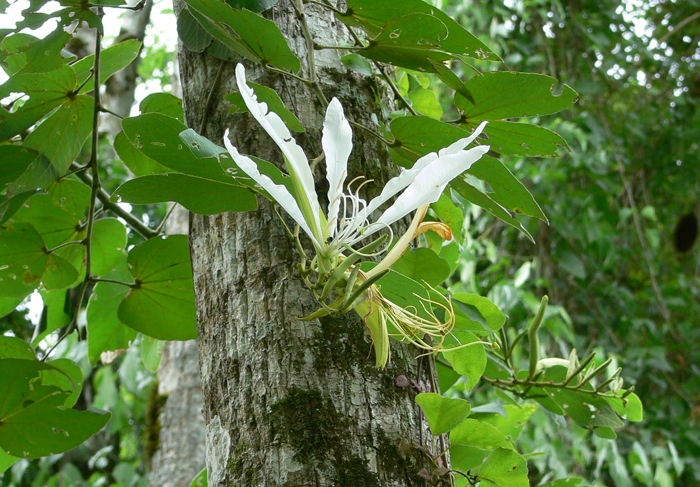 B. forficata