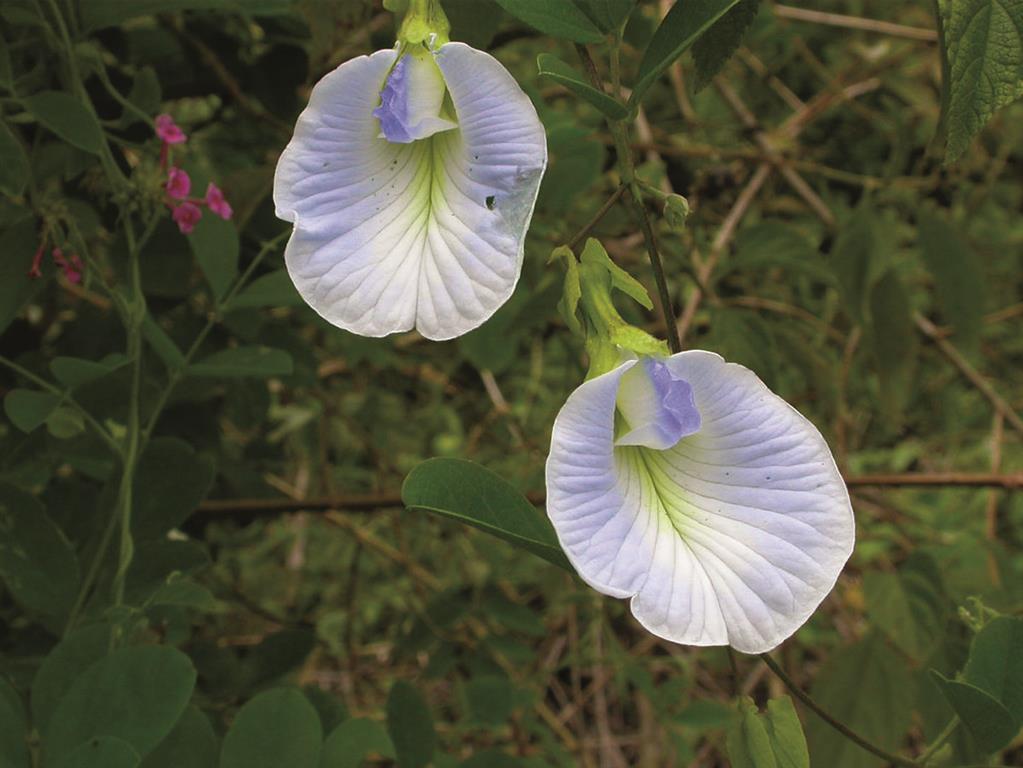 clitoria