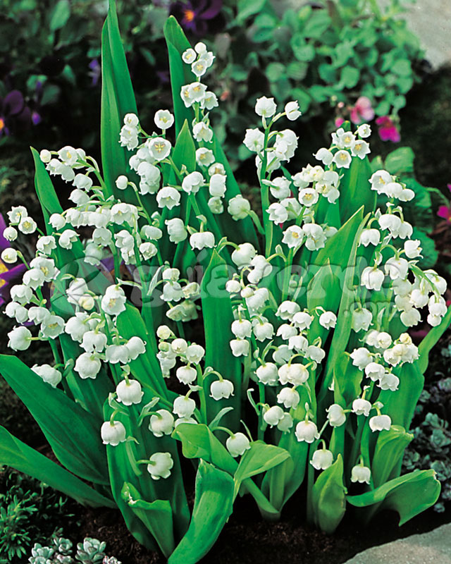 Convallaria majalis