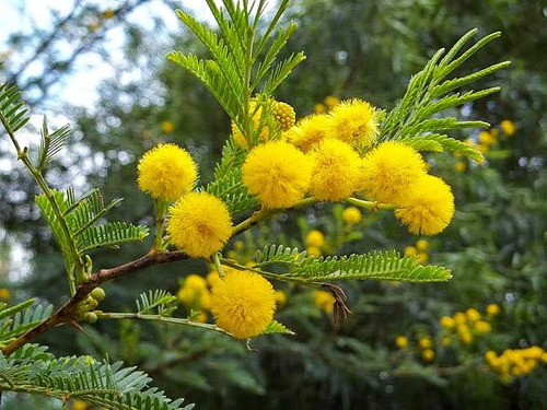 Vachellia seyal