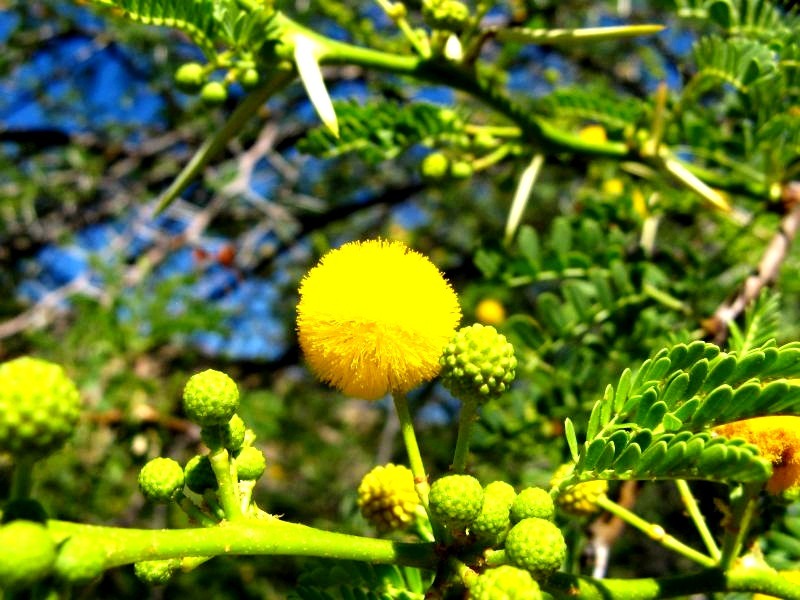 Vachellia seyal1