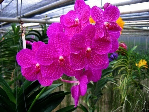 Vanda 2