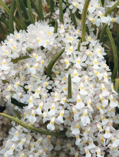 Vanda Coeruela