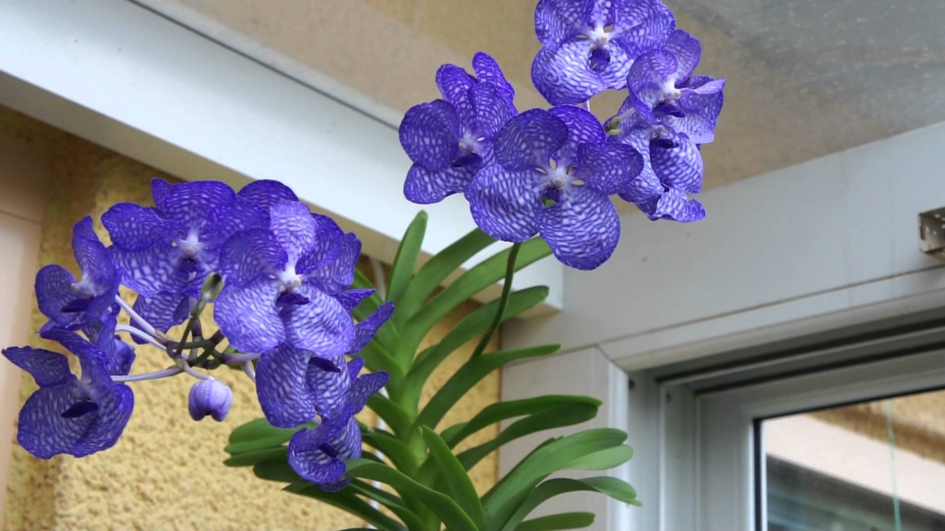 Vanda-Coerulea