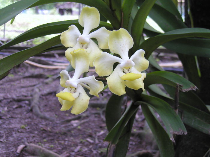 Vanda Dearei