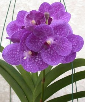 Vanda Pakchong Blue