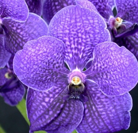 Vanda Pat Delight 'Blue', 10 (ID) 2007