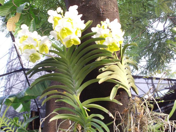 Vanda Sanderiana Alba