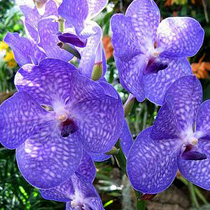 Vanda Sansai Blue