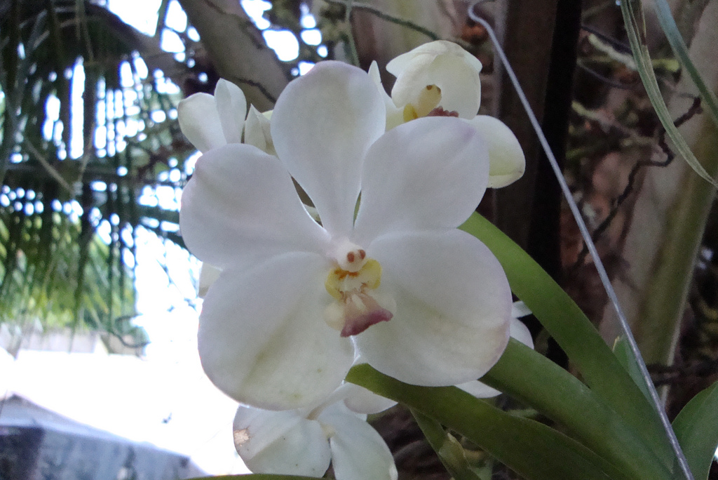 Vanda alba