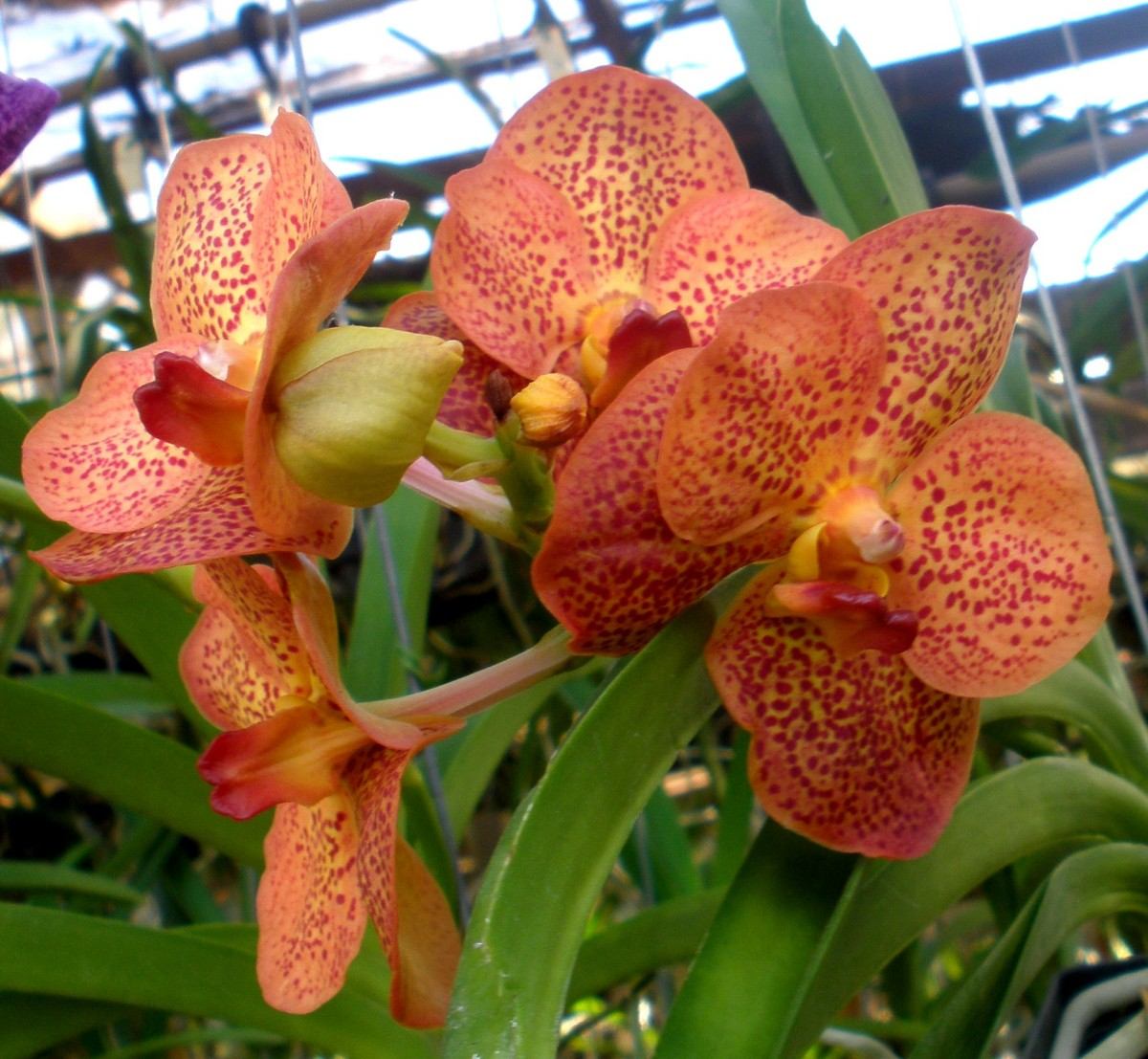 Vanda amarela